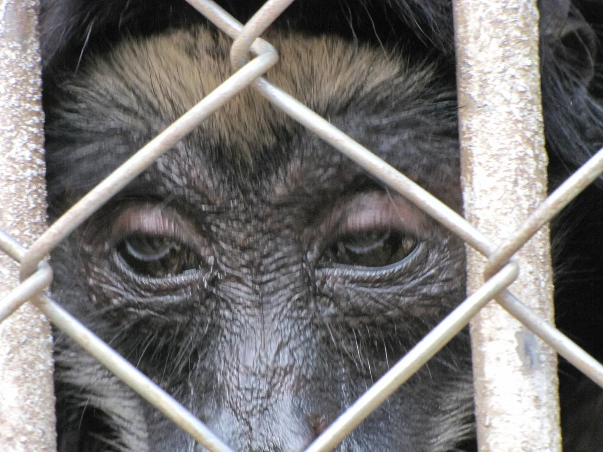 Zoológico do CIGS
