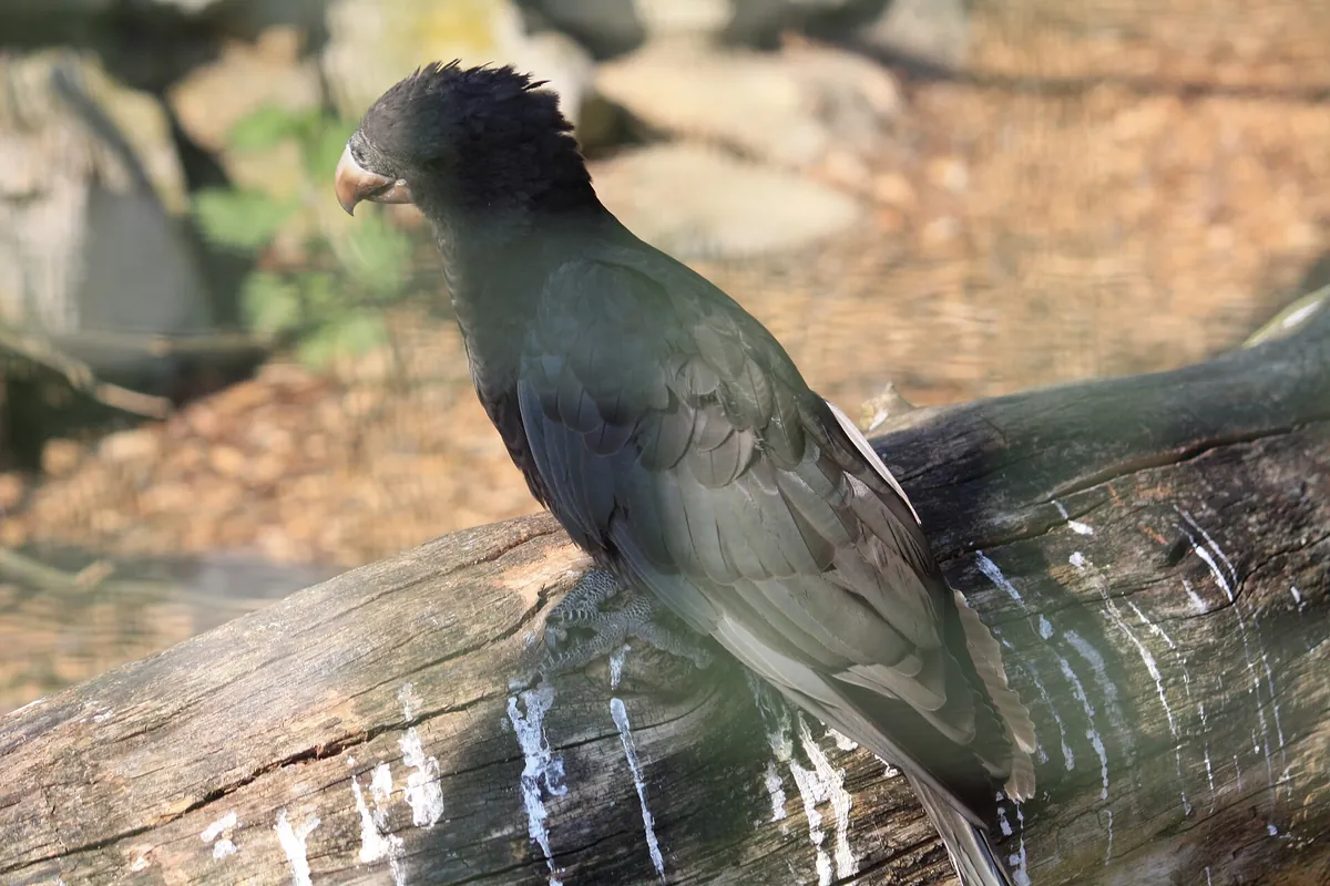Beale Wildlife Park