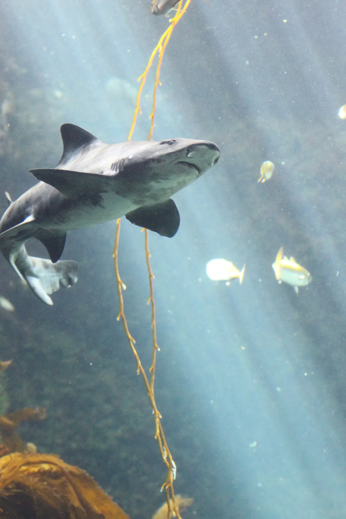 Birch Aquarium at Scripps