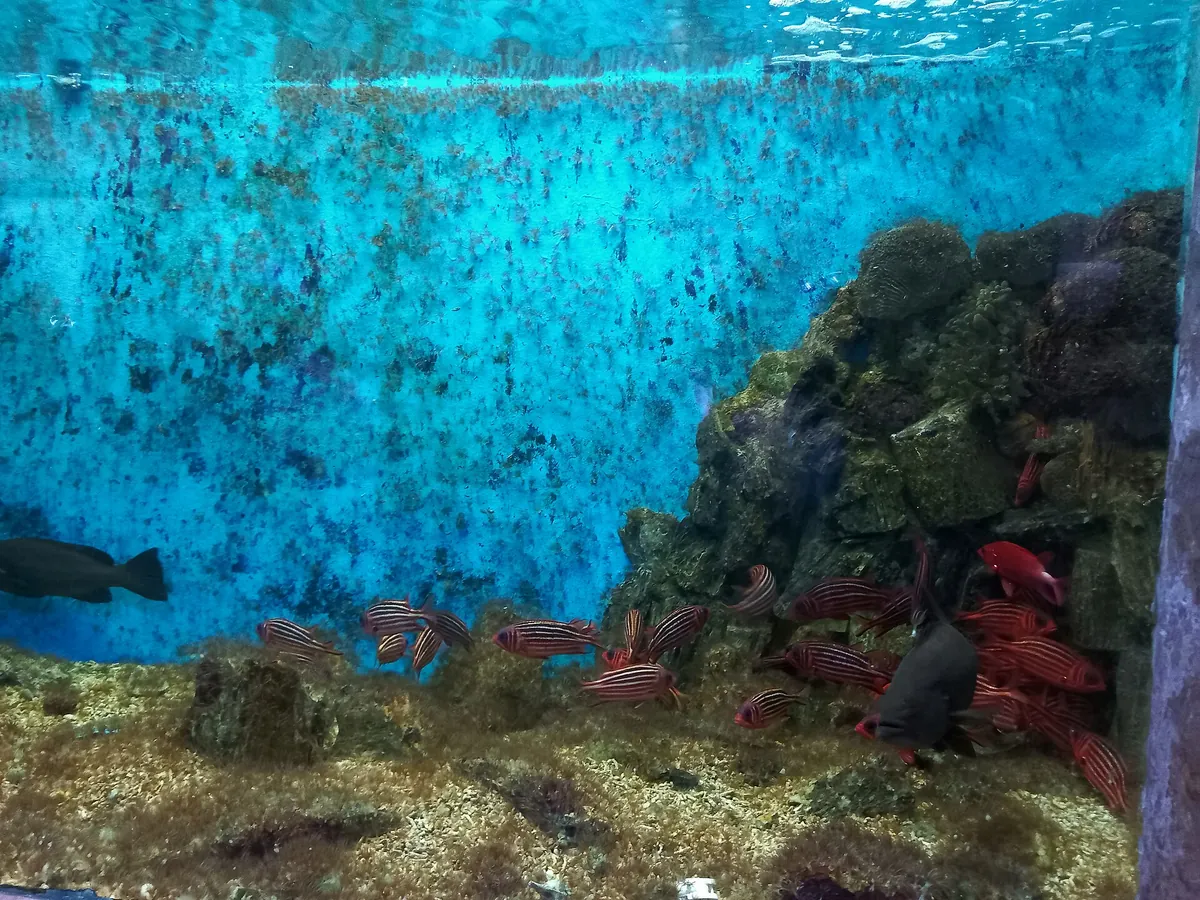 Alexandria Aquarium