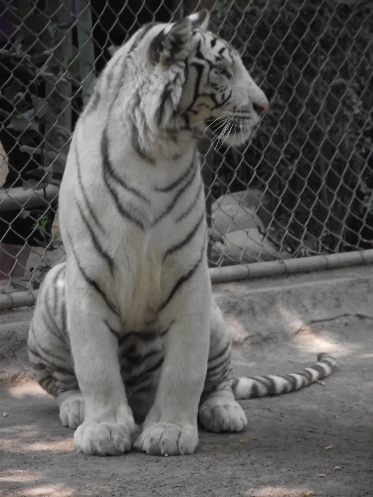 Zoológico de Quilpué
