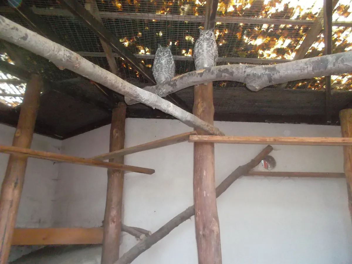 Zoo der Minis