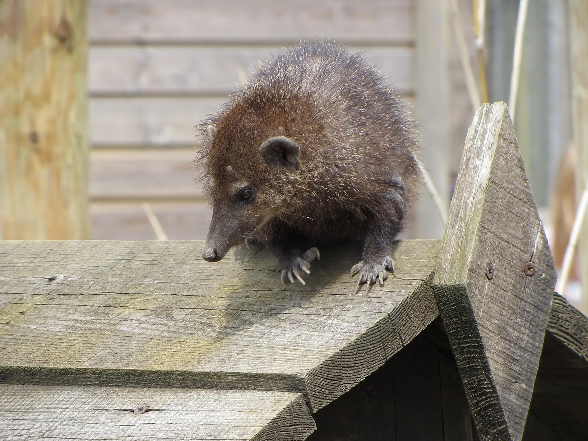 Folly Farm