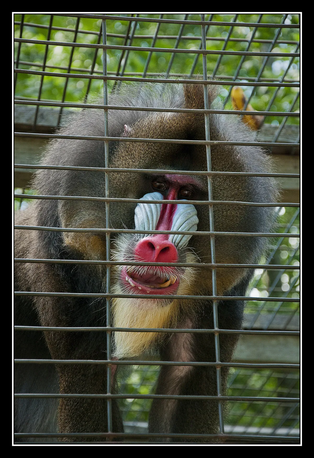 Elmvale Jungle Zoo