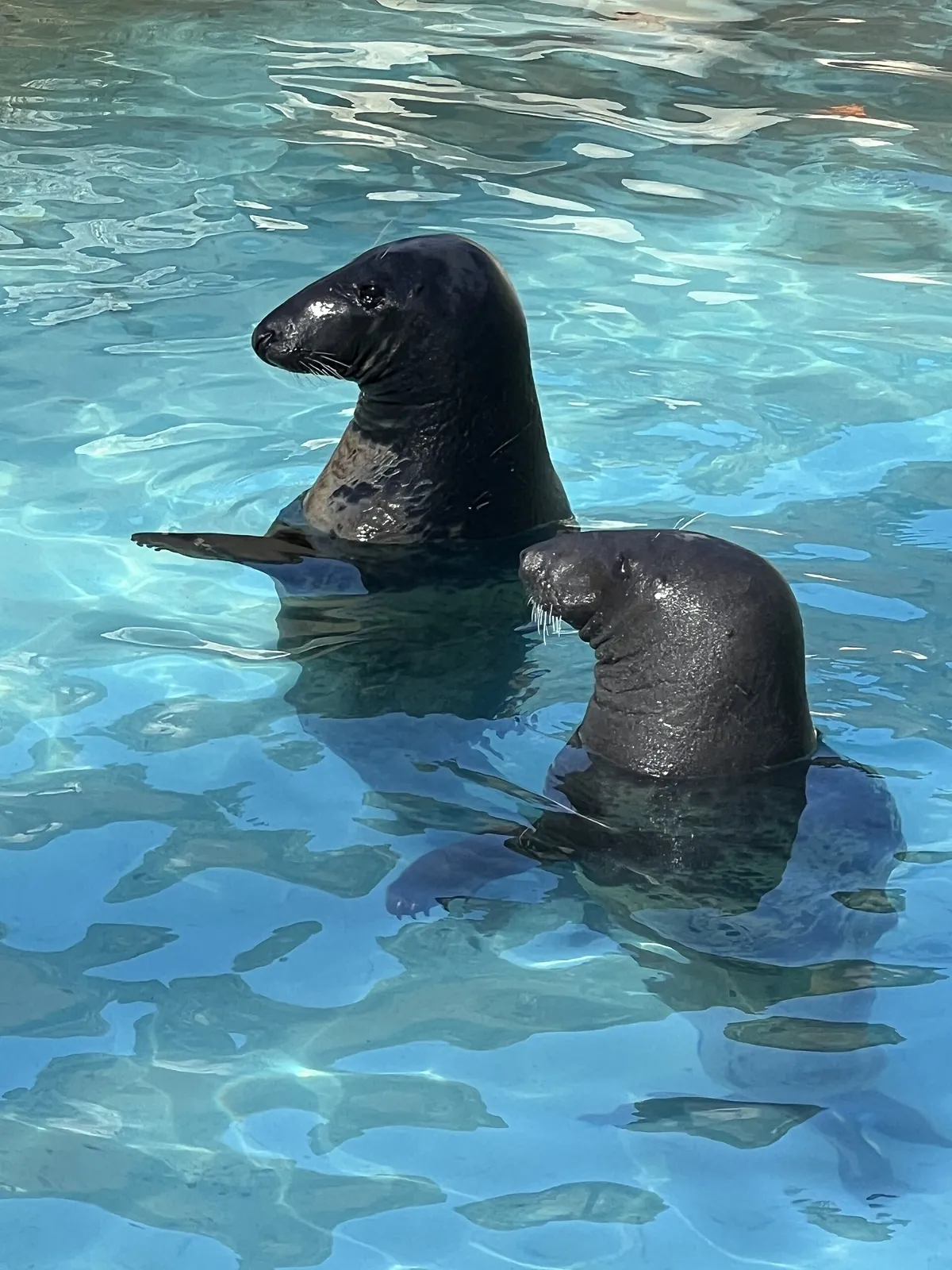 Fondazione Bioparco di Roma