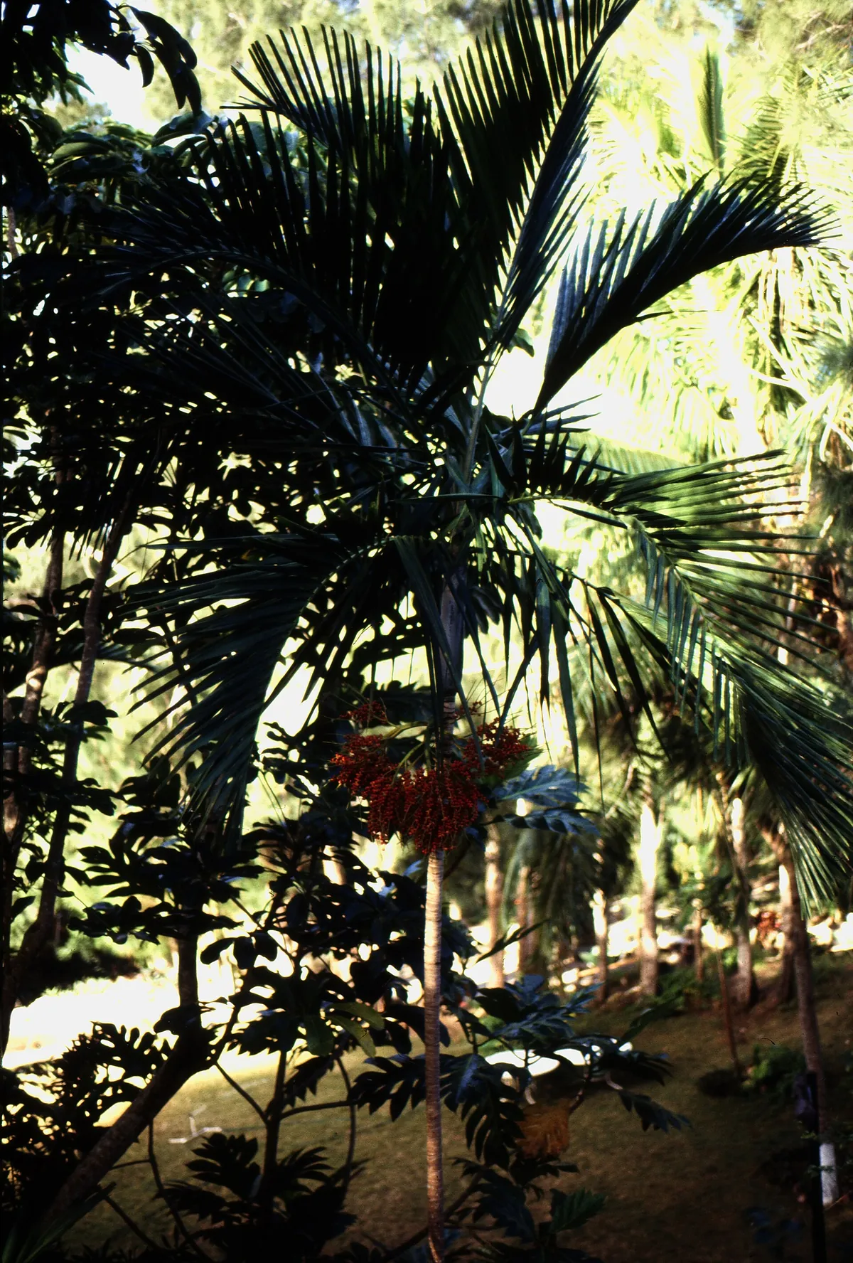 Ardastra Gardens, Zoo and Conservation Centre