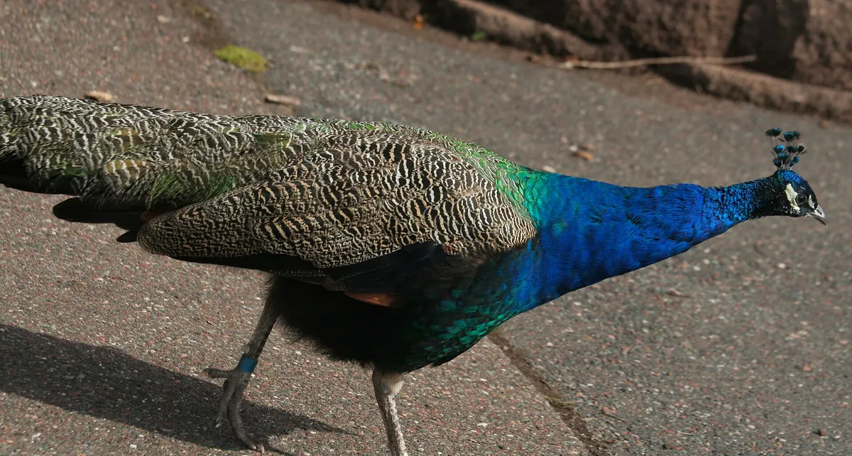 Lake Superior Zoo