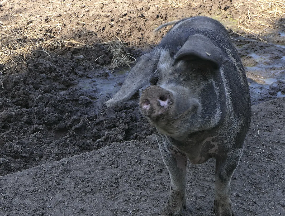 Tierpark Arche Warder