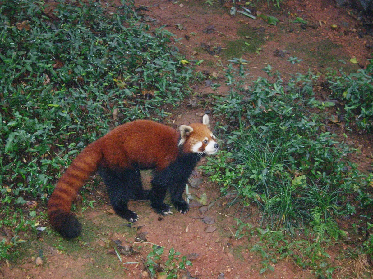 Hangzhou Zoo