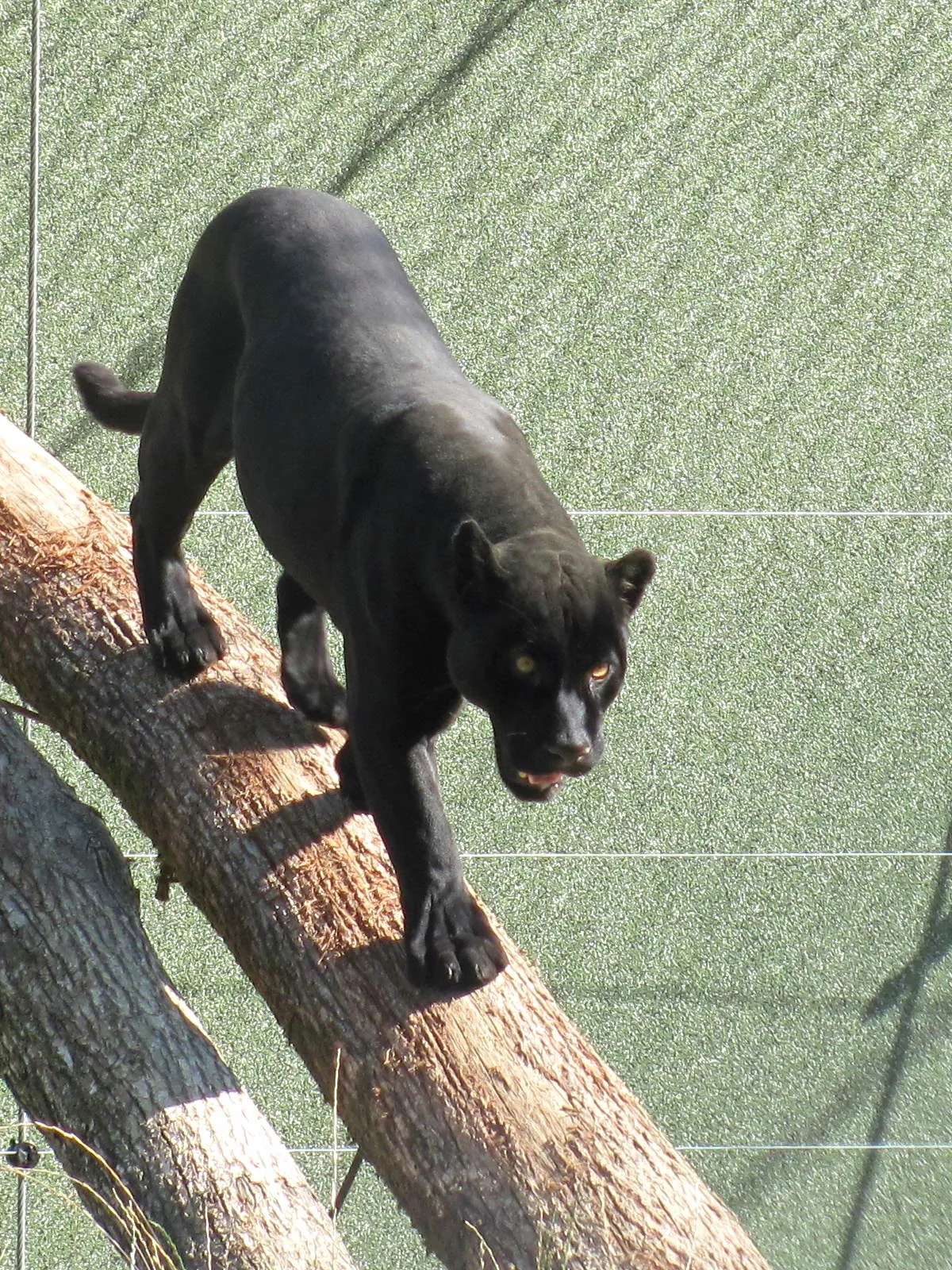Târgu Mureș Zoo