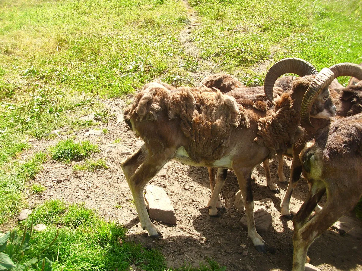 Wildpark Gersfeld
