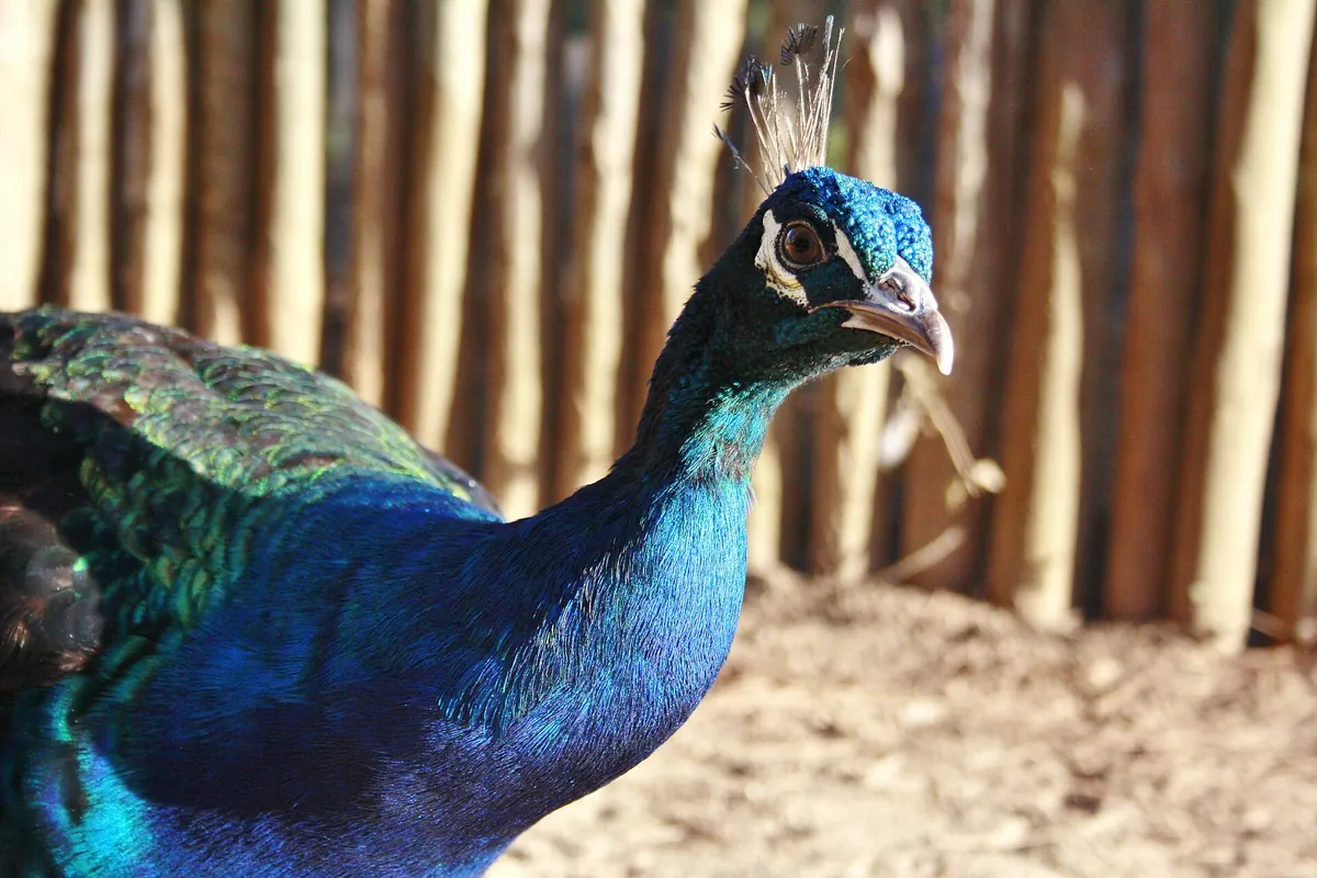 Badoca Safari Park