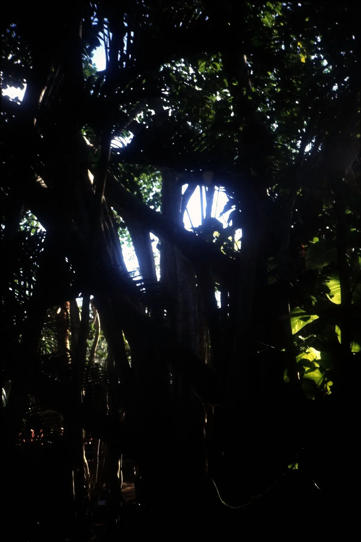 Ardastra Gardens, Zoo and Conservation Centre