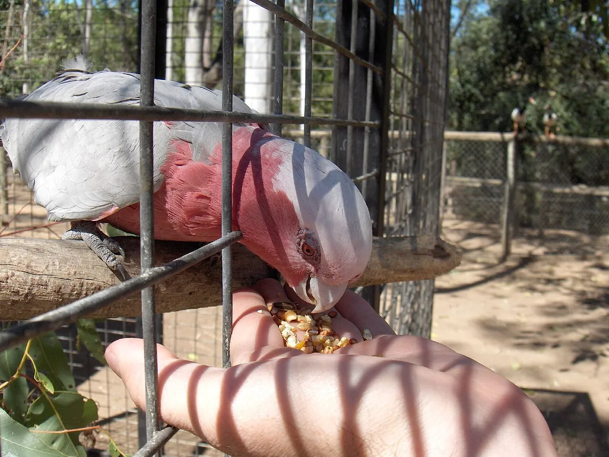 Billabong Sanctuary