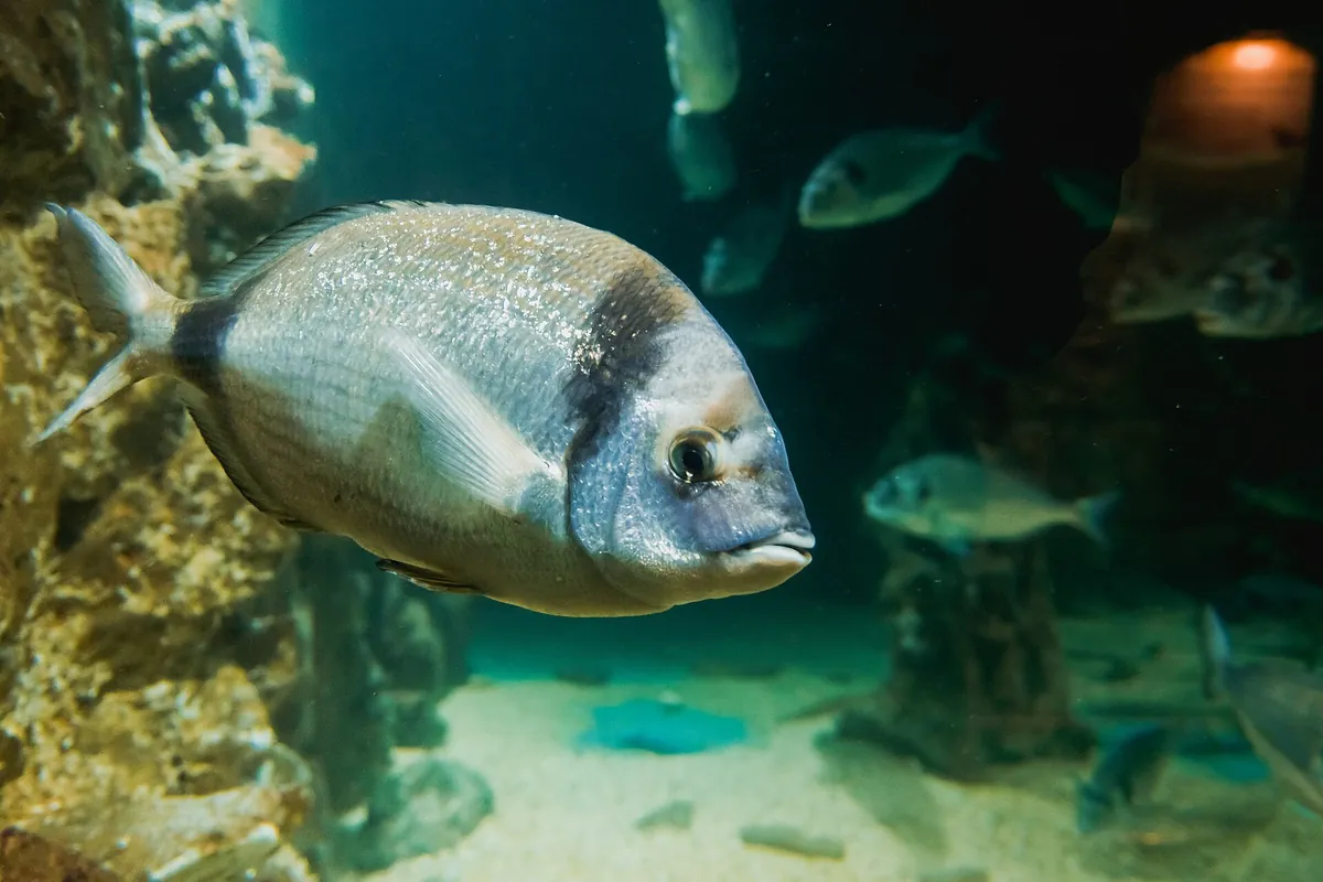 Aquarium Pula