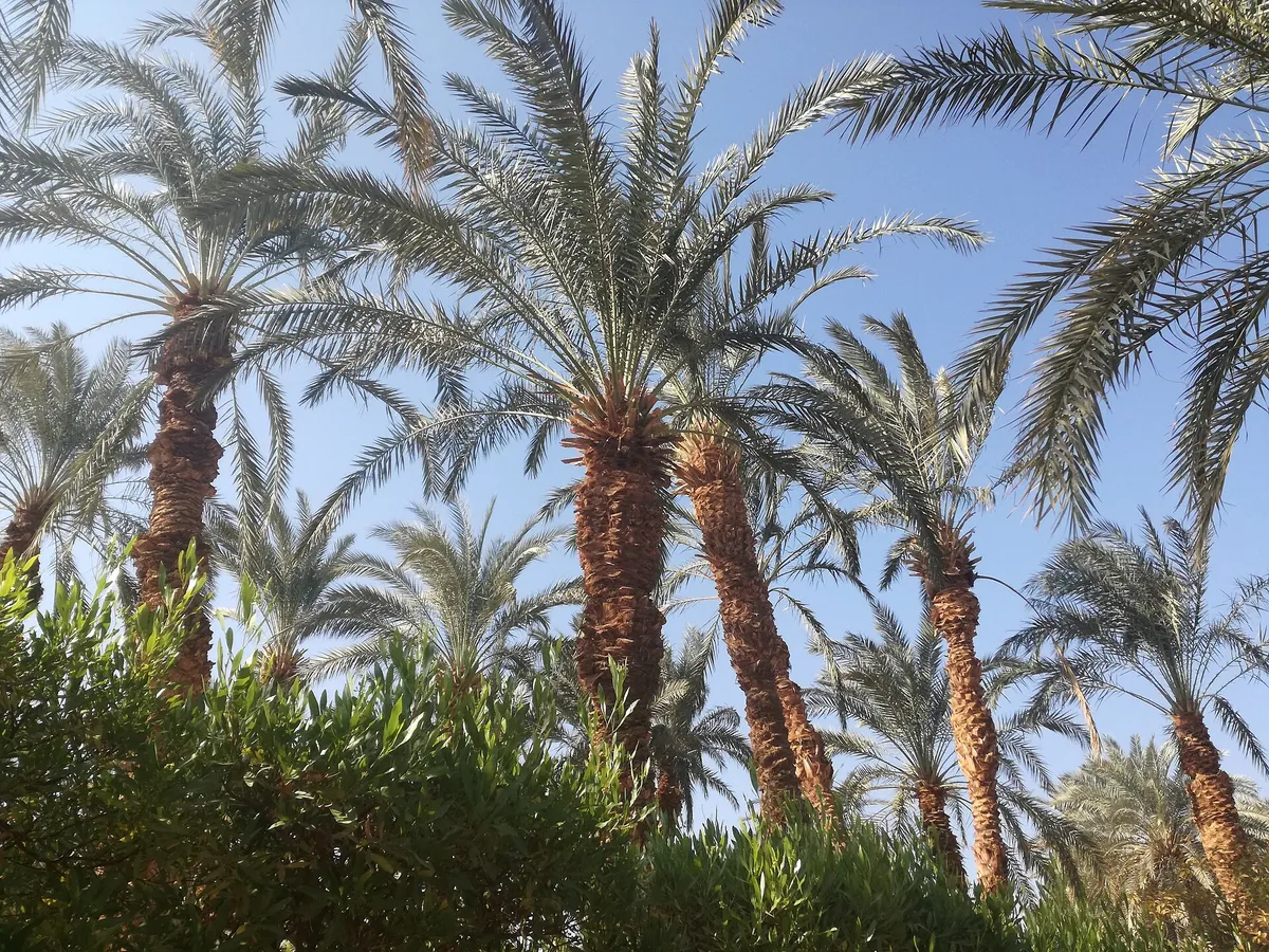 Oasis Park