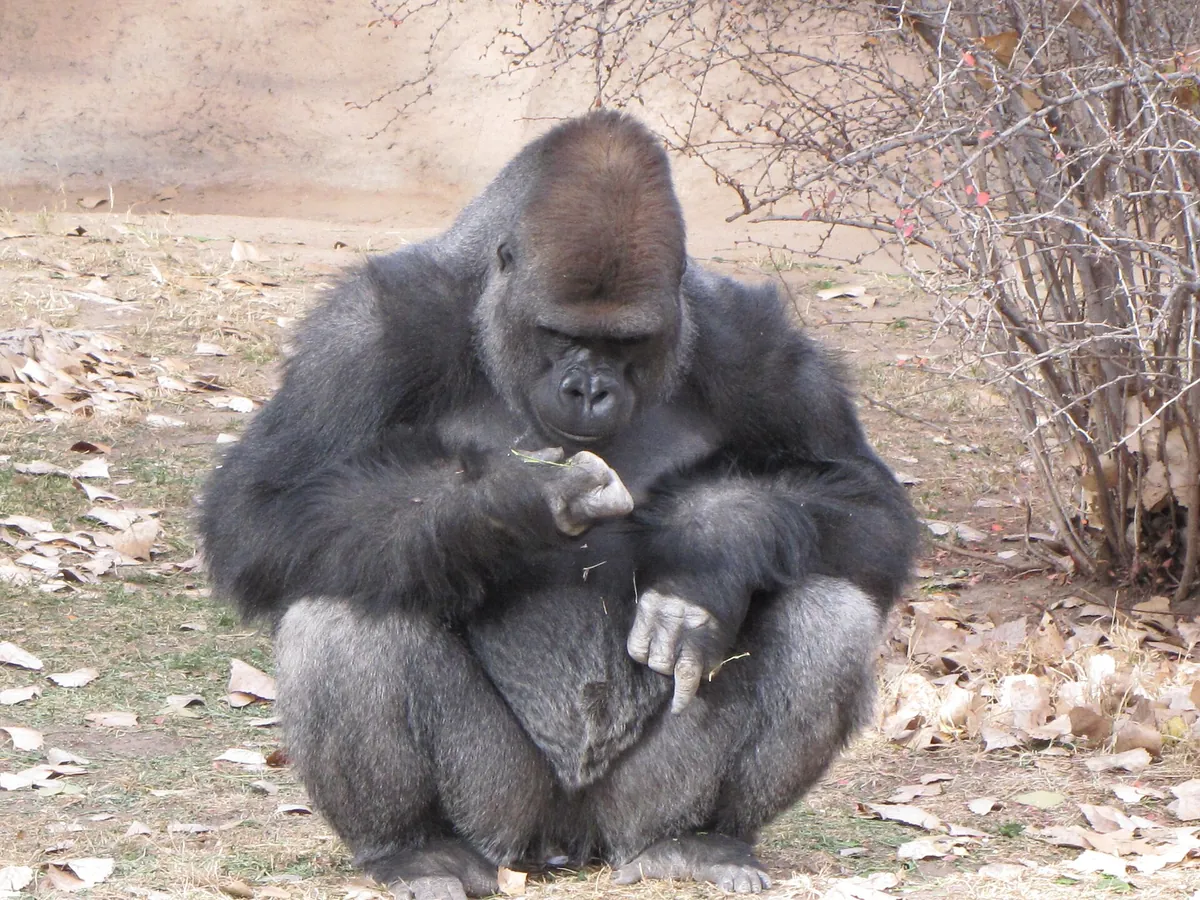 ABQ BioPark Zoo
