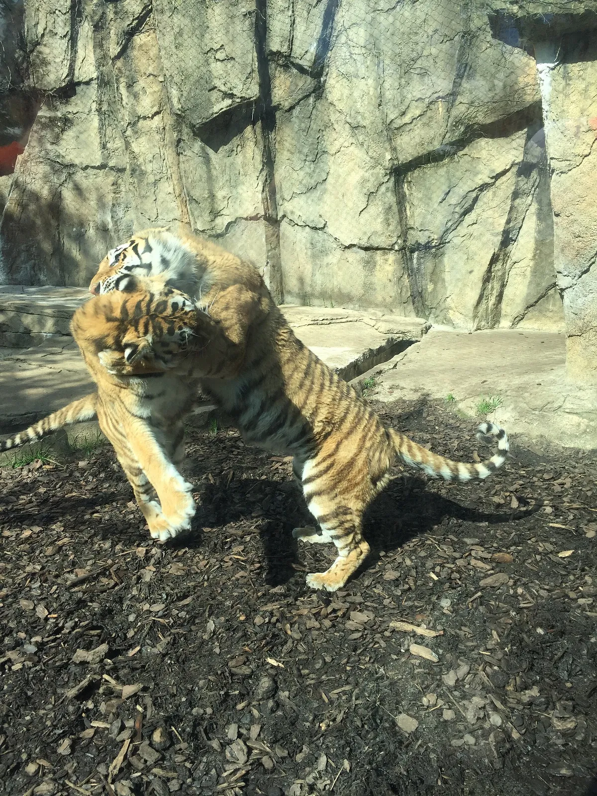 Potawatomi Zoo