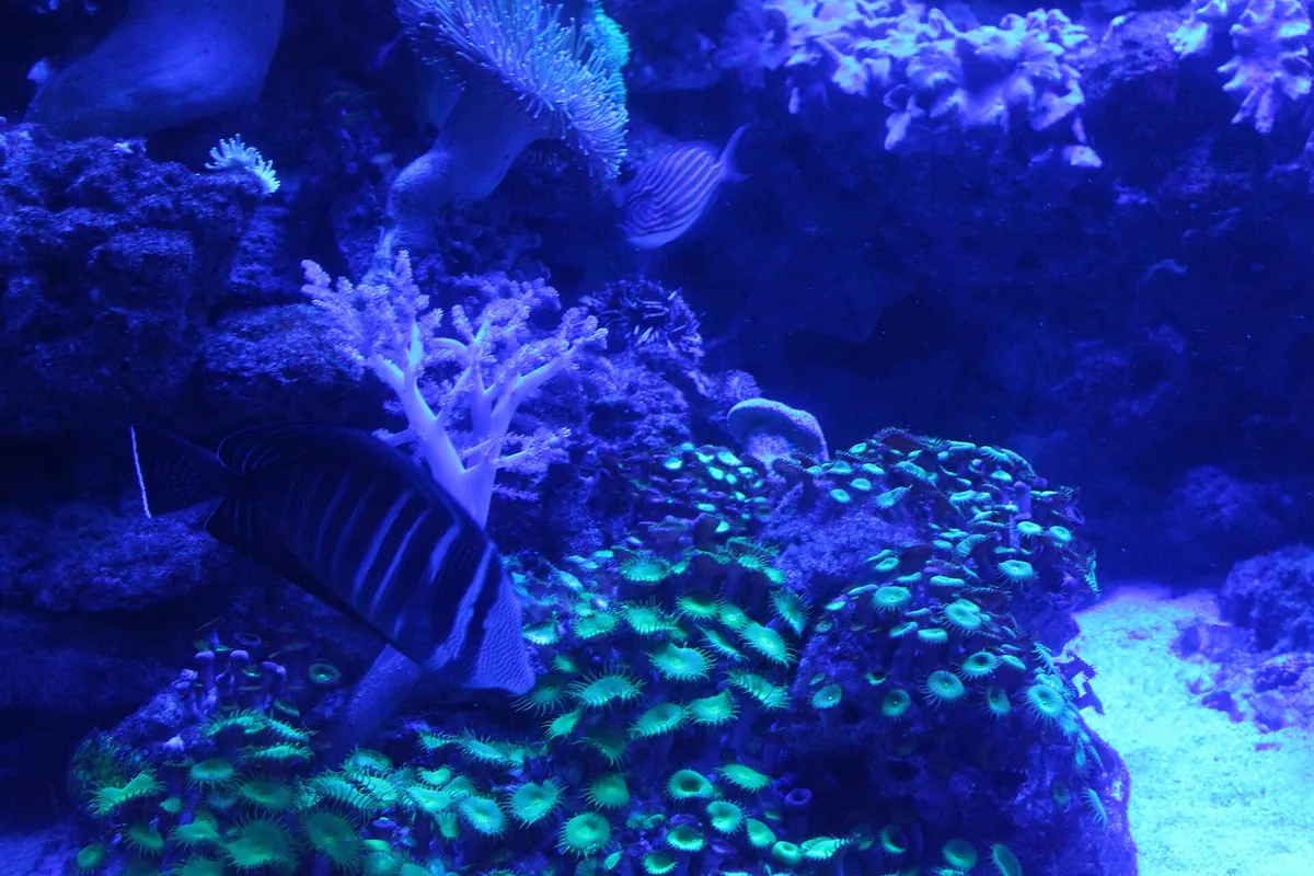Two Oceans Aquarium