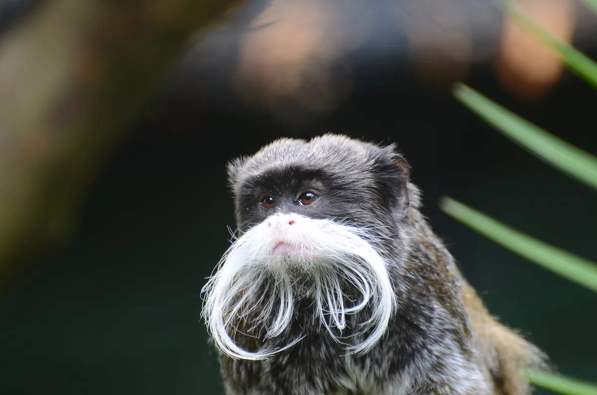 Cleres Zoological Park