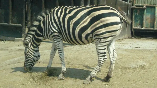 Gunma Safari Park