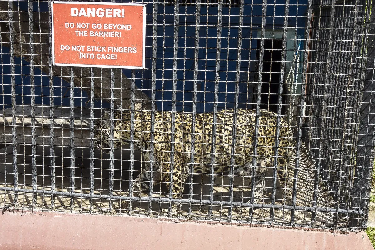 Guyana Zoo