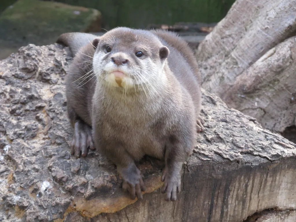 Topeka Zoo and Conservation Center