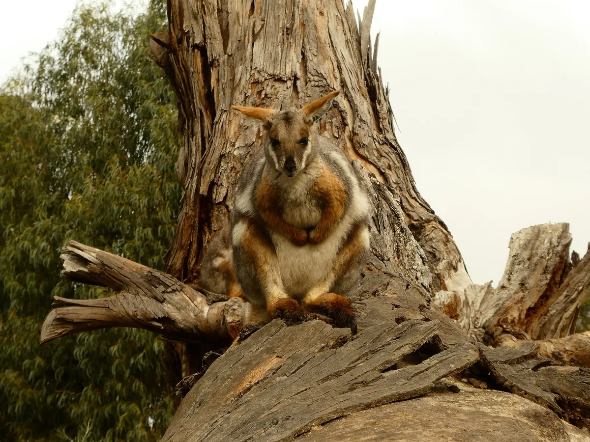 Halls Gap Zoo
