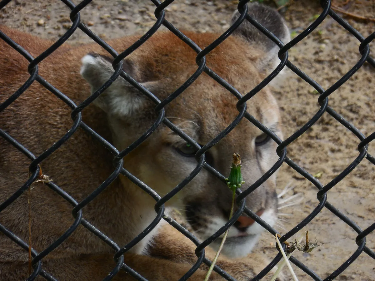 Henson Robinson Zoo