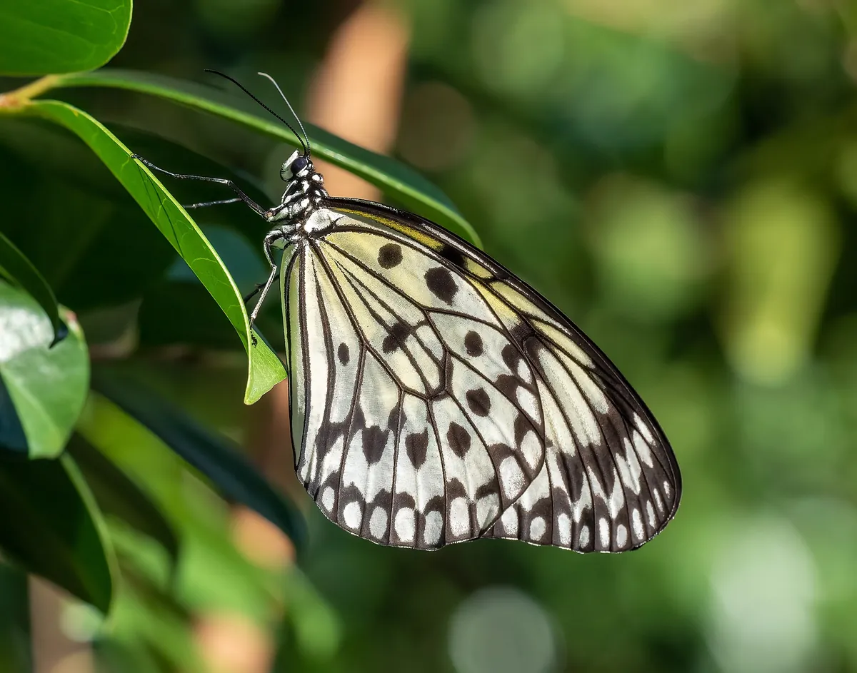 Butterfly World