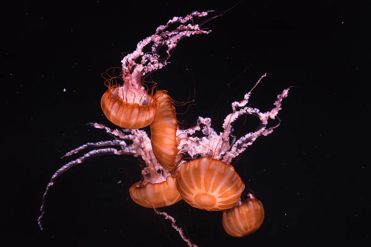 Poema del Mar Aquarium