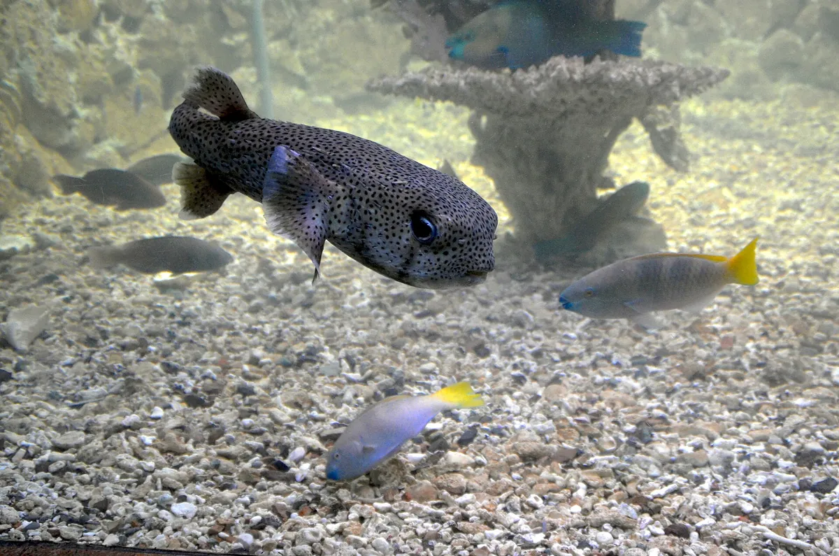 Red Sea Aquarium