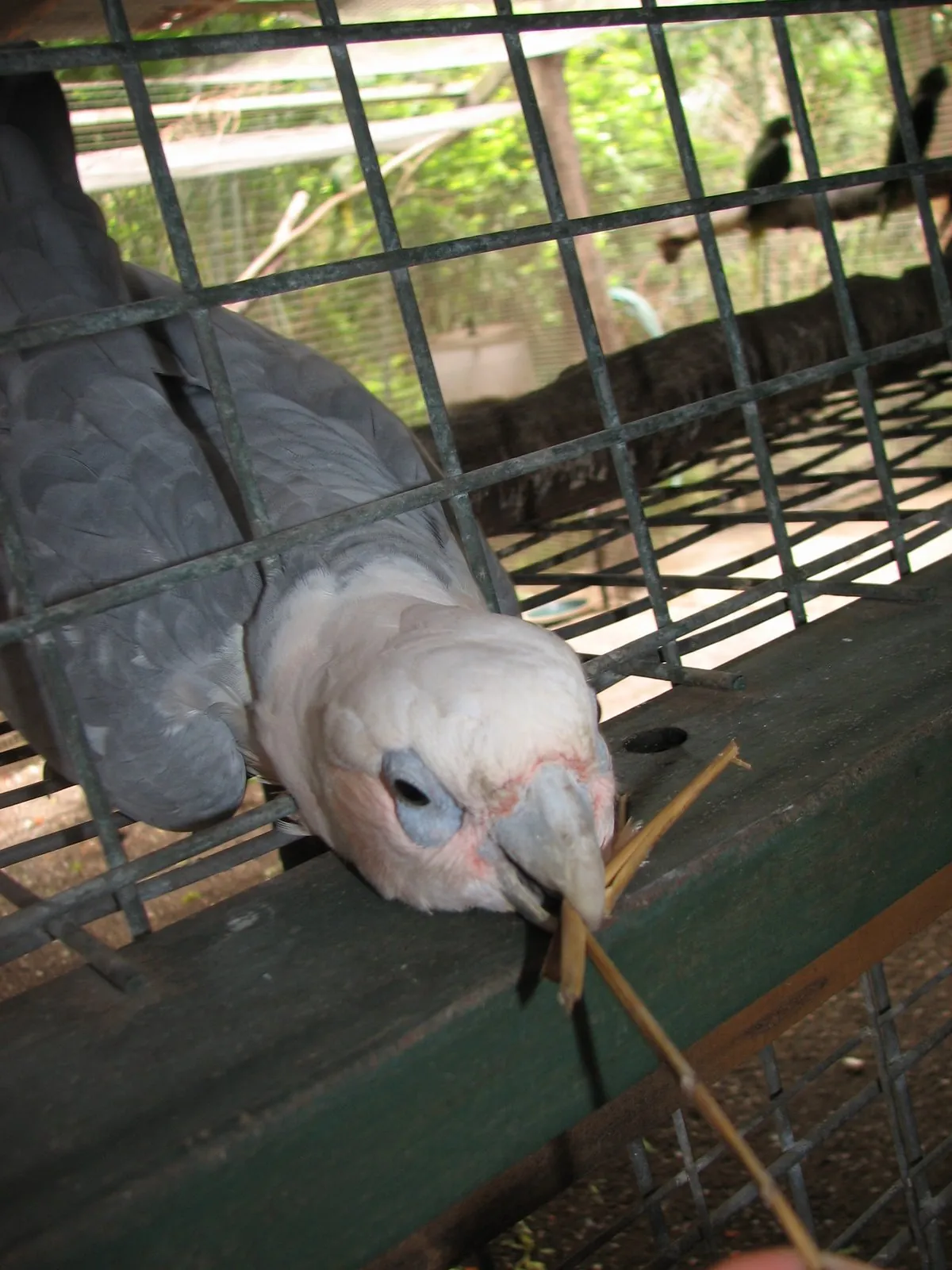 Flying High Bird Sanctuary