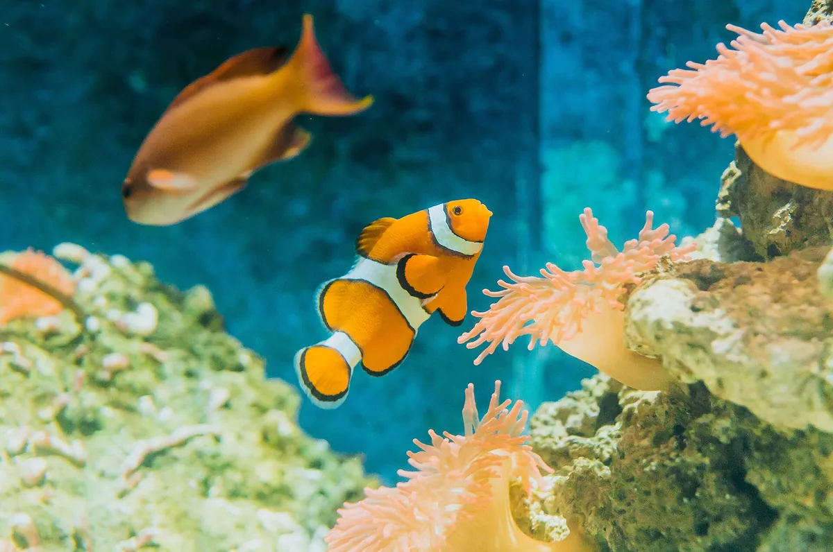Aquarium Pula