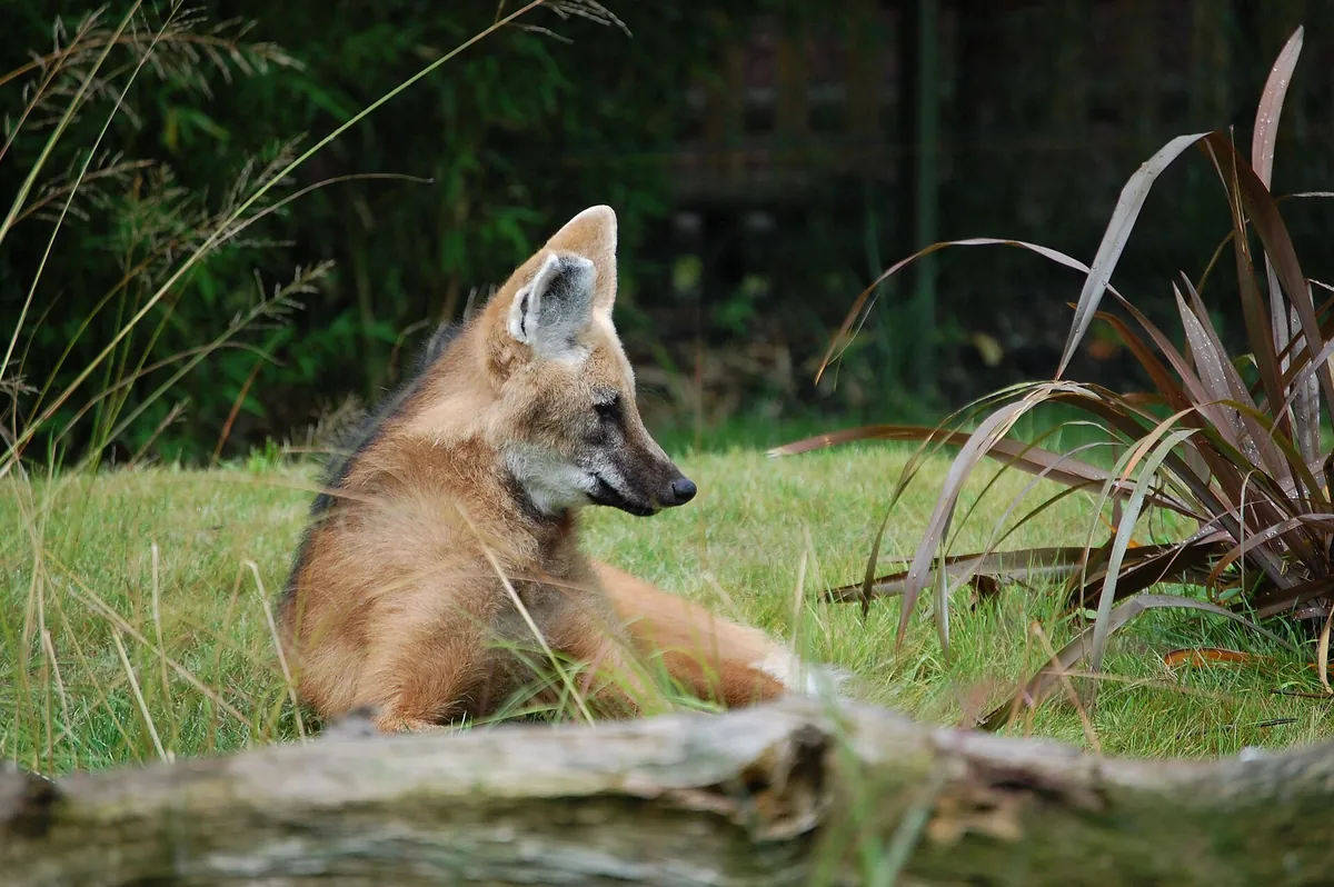 Parc zoologique de Bordeaux Pessac