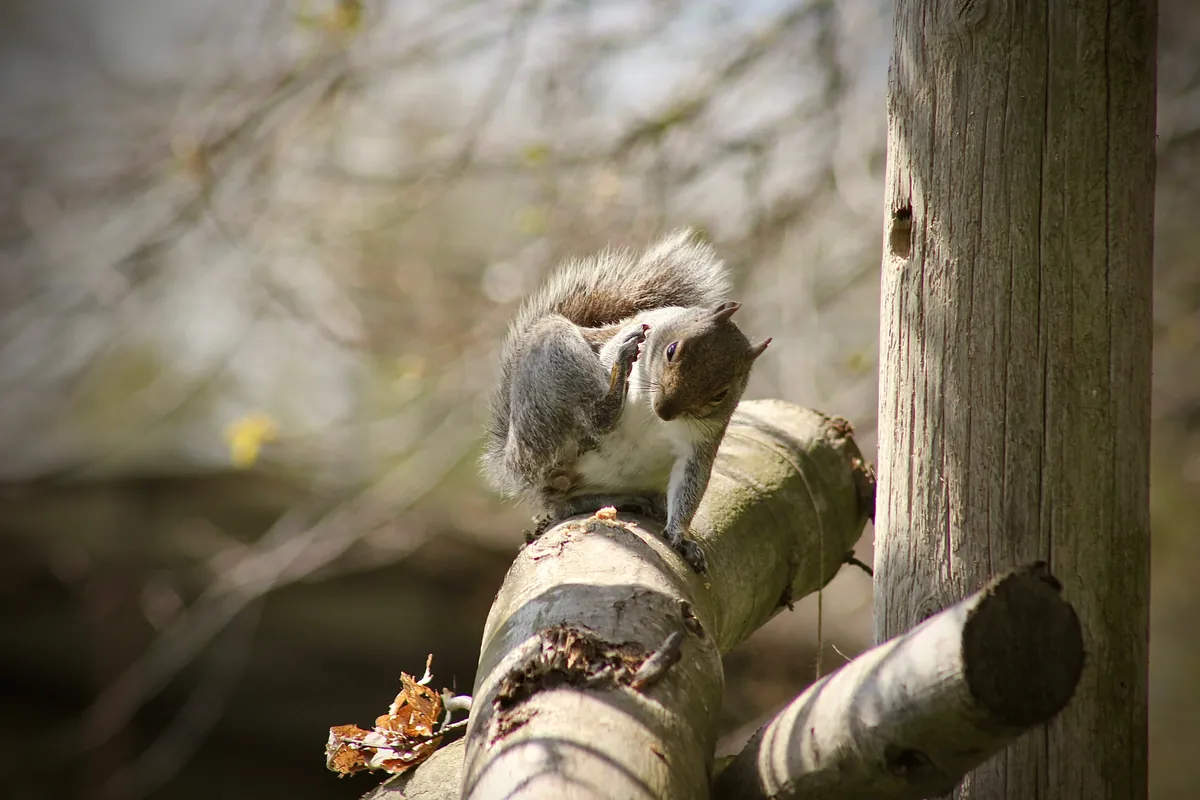 Port Lympne Wild Animal Park