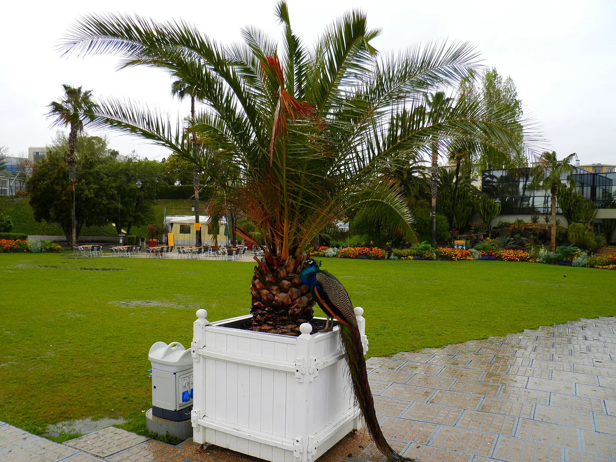 Parc Phœnix