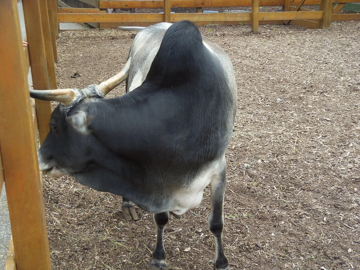 Niabi Zoo