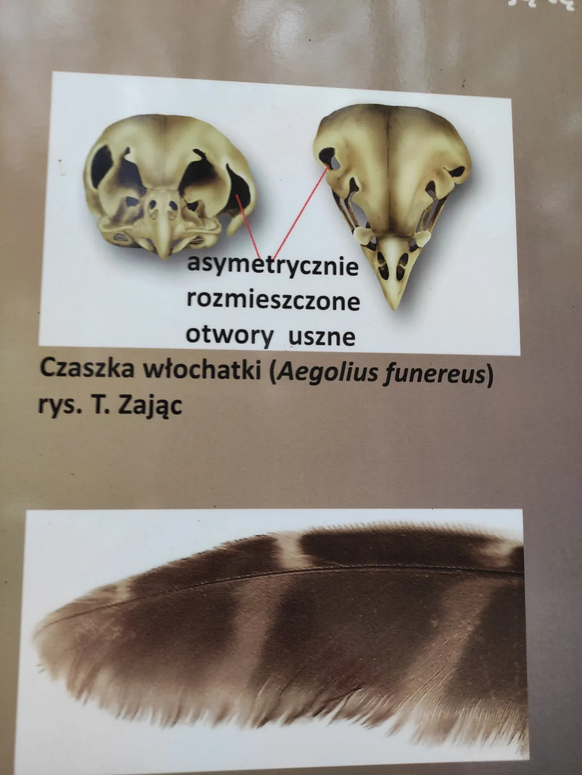 Kraków Zoo
