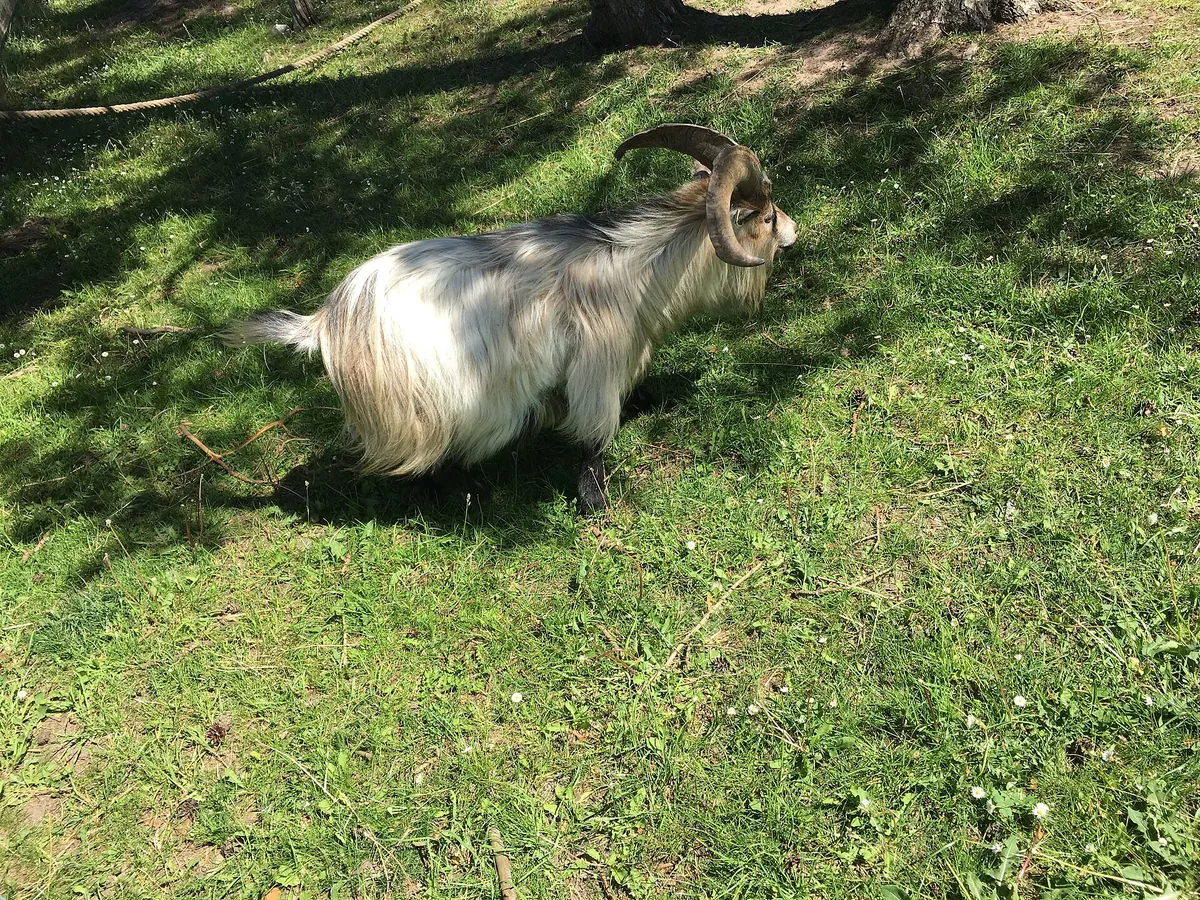 Gotland animal park