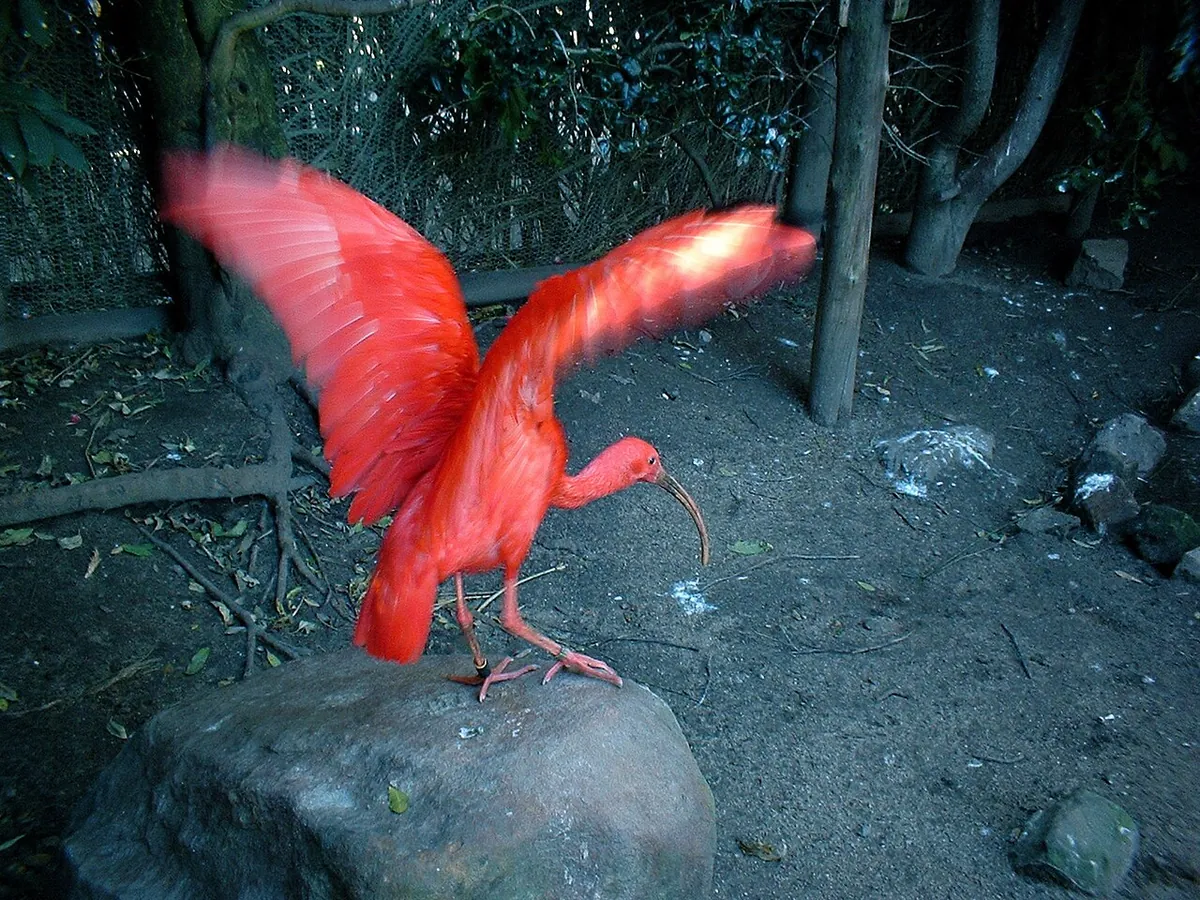 East London Zoo