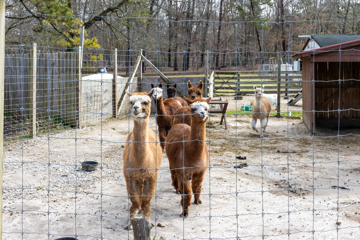 Long Island Game Farm