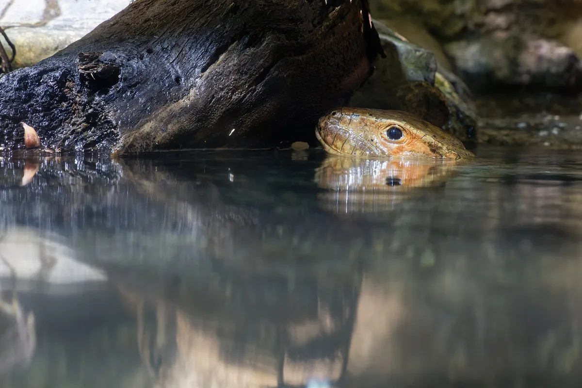 Haus des Meeres – Aqua Terra Zoo