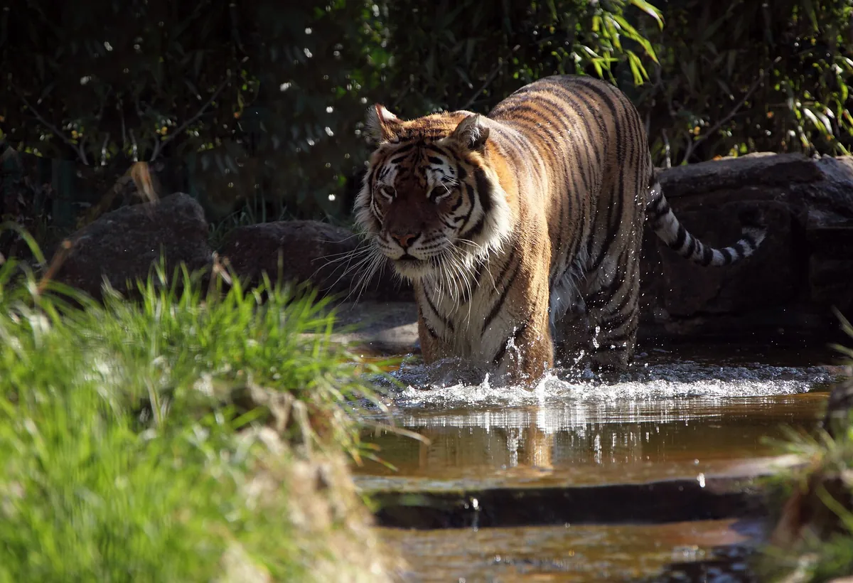 Hertfordshire Zoo