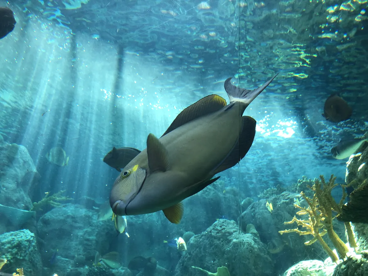 Aquarium of the Pacific