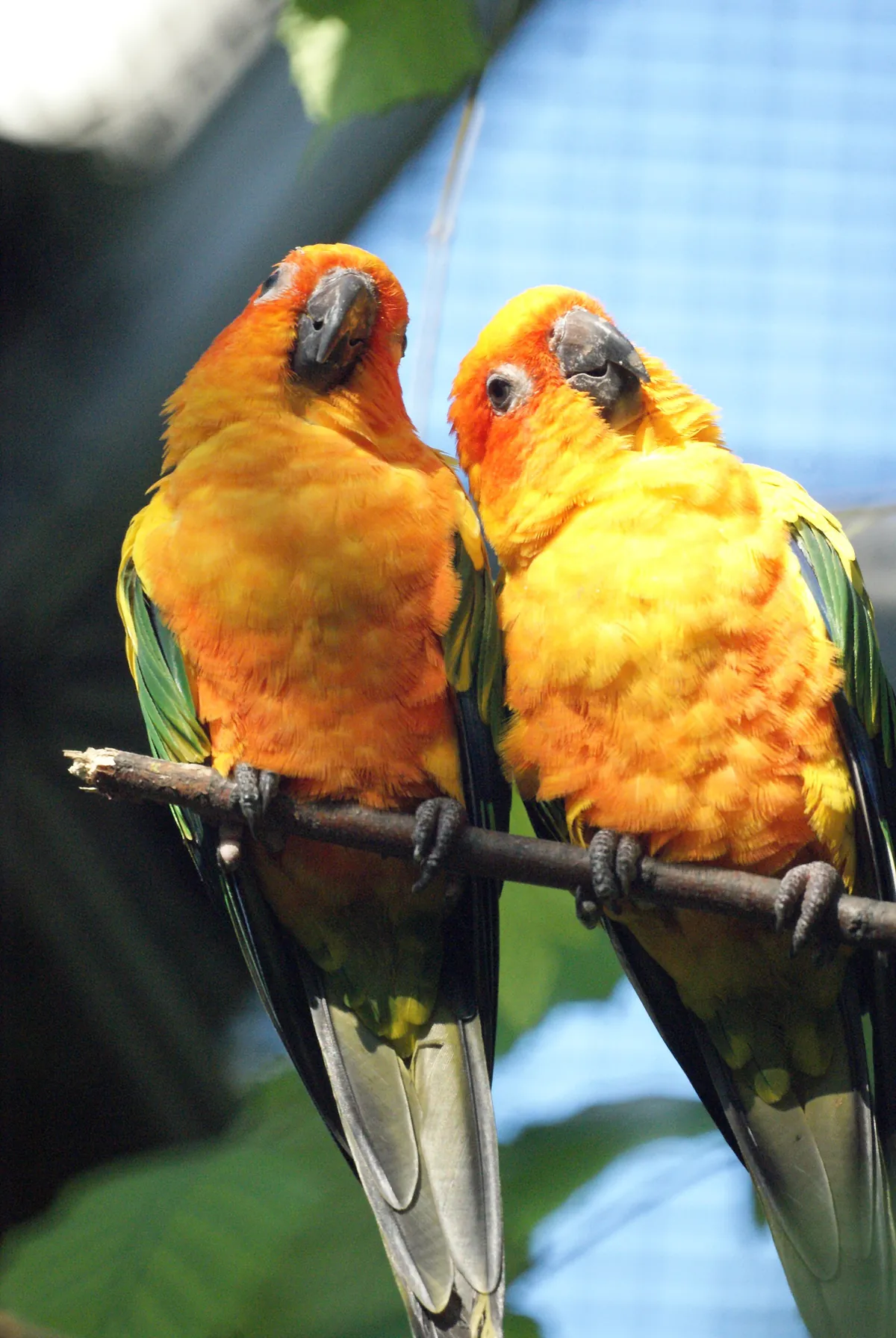 Queens Zoo
