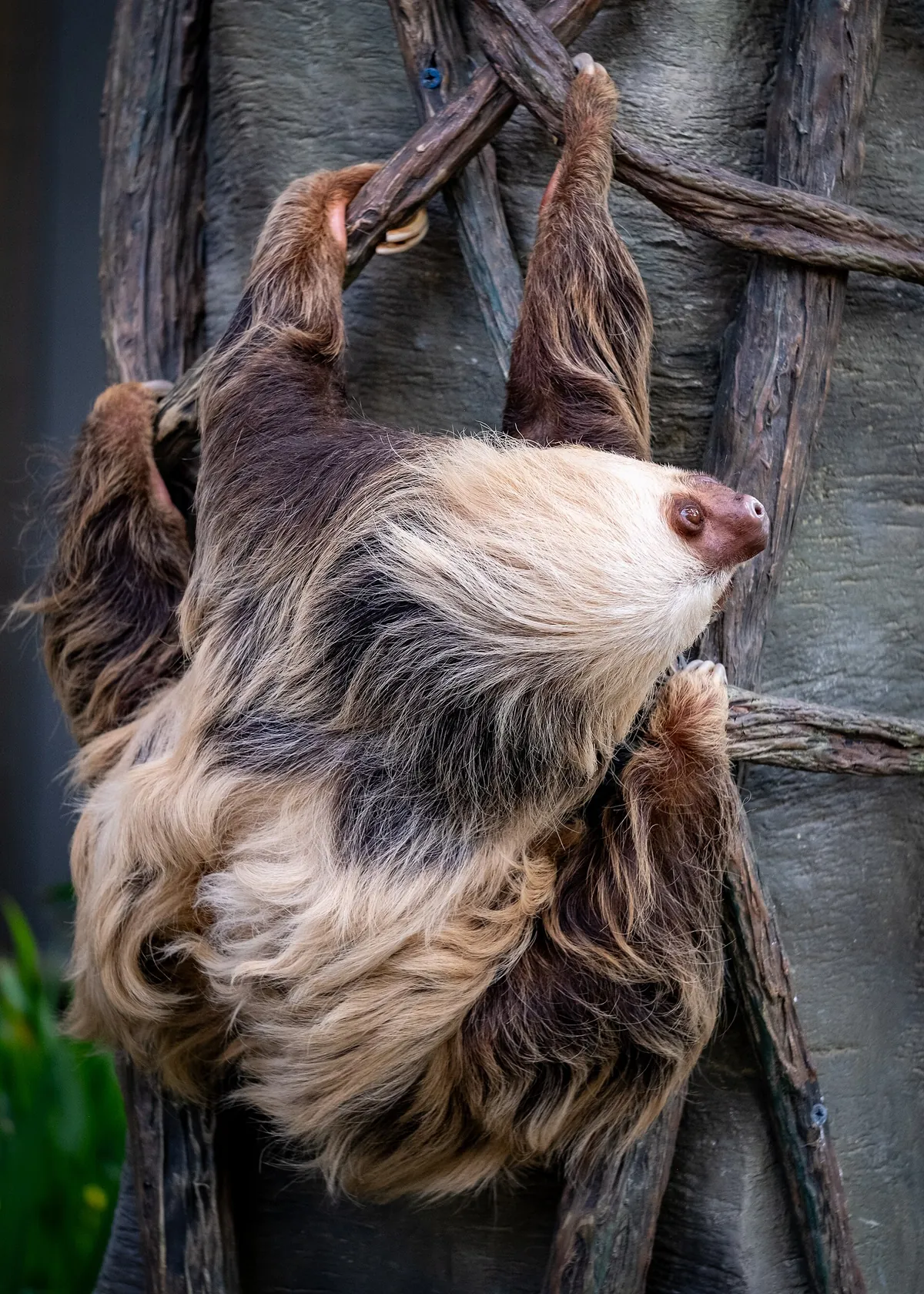 Como Park Zoo and Conservatory