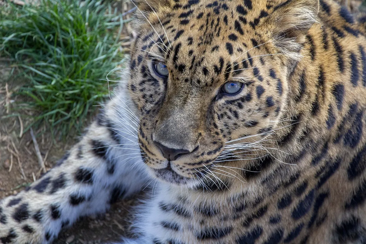 Parc animalier d'Auvergne