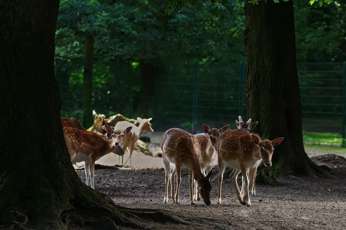 Tierpark Angermünde
