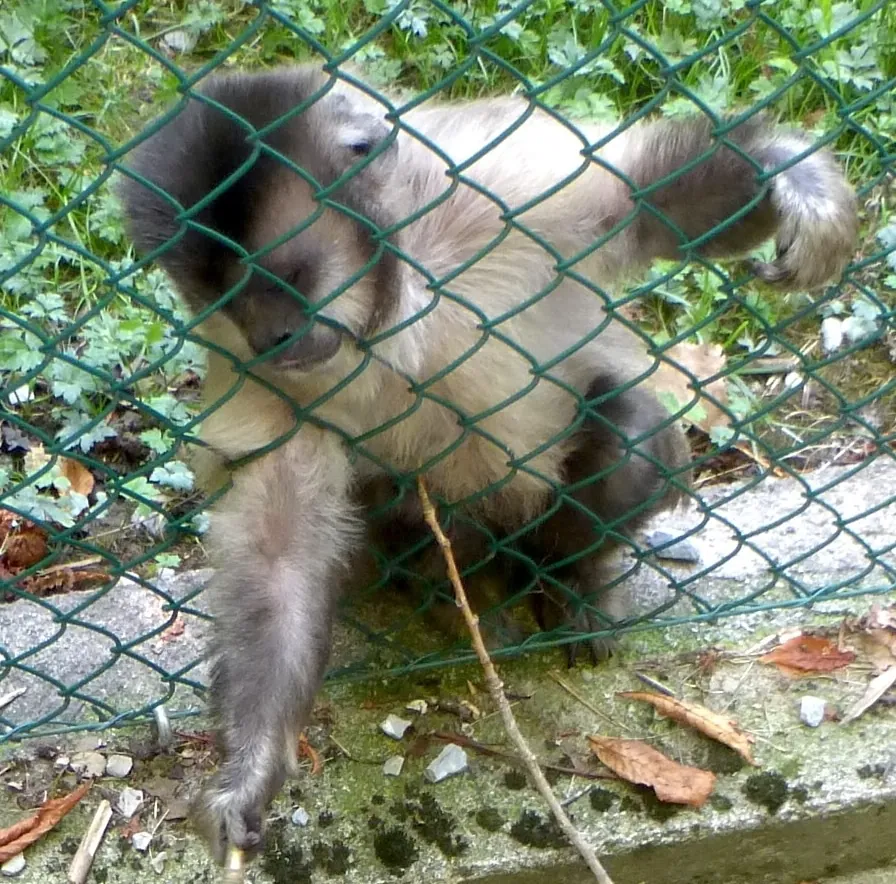 Zoo de Servion